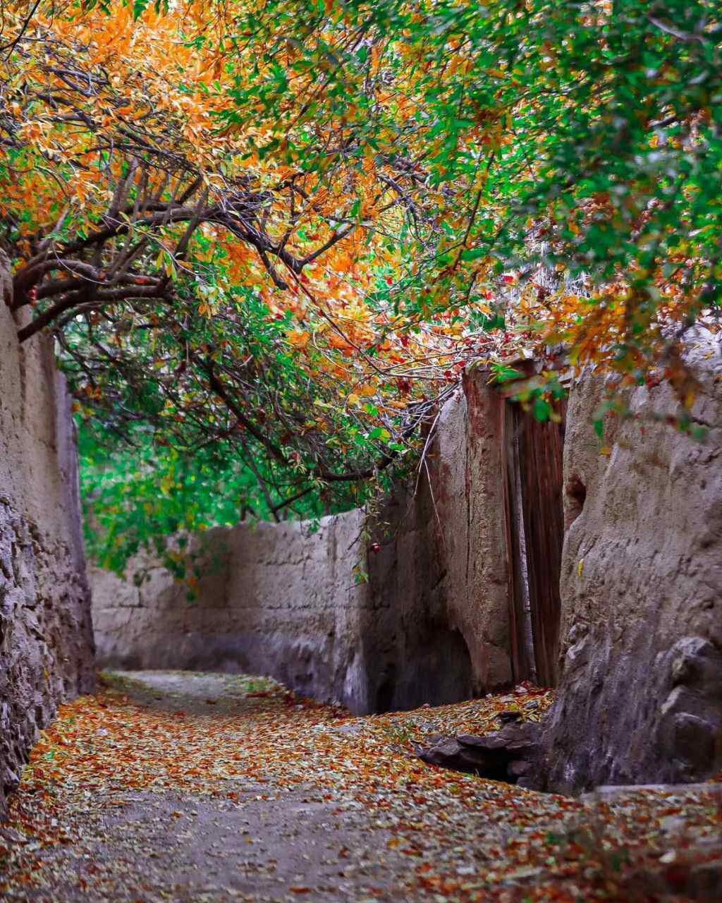 کوچه باغ شهرداری تفت